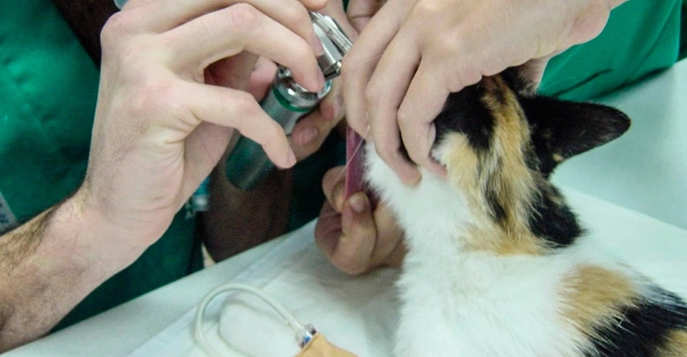 La mortalidad anestésica en gatos de España ha disminuido casi un 70% en la última década