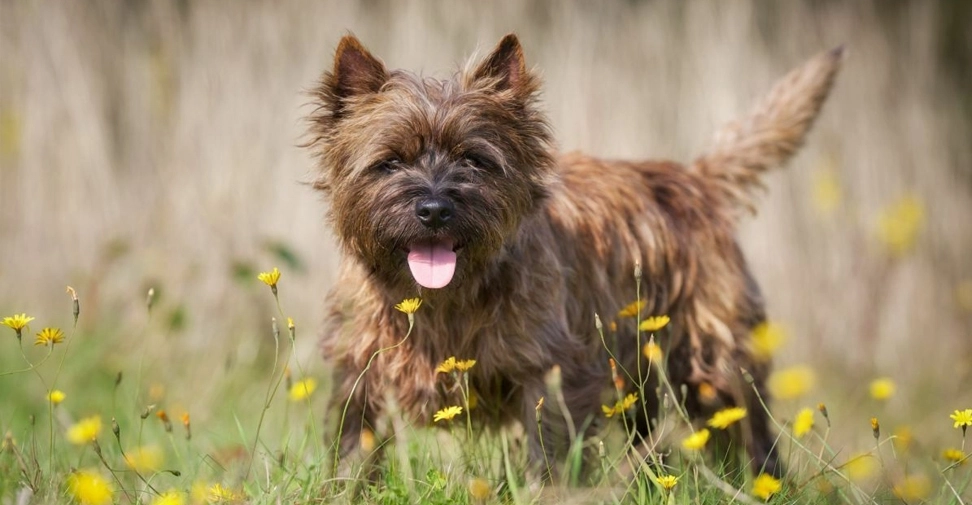 ¿Cuáles son las razas de perro más afectadas por garrapatas?