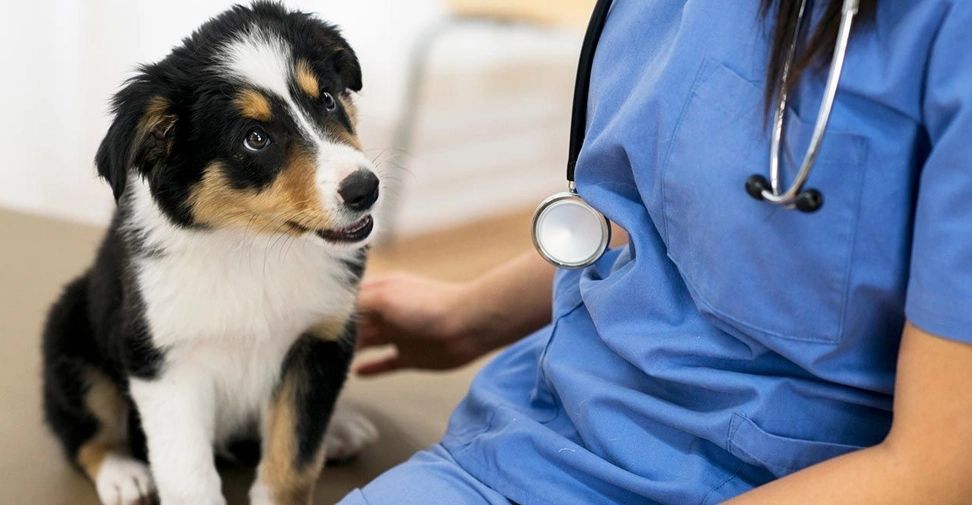 Casi la mitad de los veterinarios siente que sus clientes subestiman el nivel de estrés y agotamiento que sufren