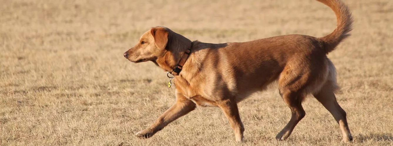 La ataxia, causante de la descoordinación física en los perros