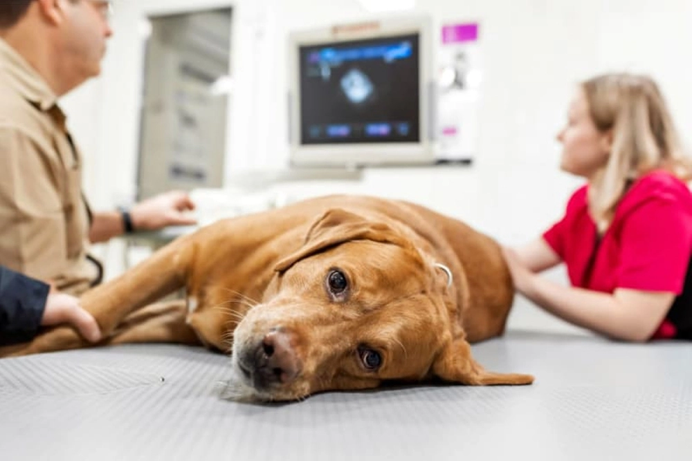 Uno de cada cuatro perros desarrolla cáncer a lo largo de su vida.