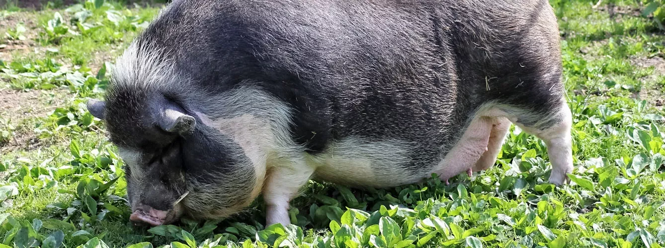 Los compuestos a base de hierbas pueden reducir el estrés en cerdos
