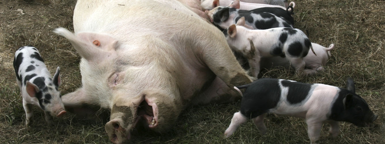 Aumentan un 0,9% las exportaciones de porcino europeas