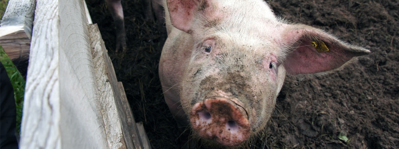 Los cerdos modificados genéticamente asimilan mejor los nutrientes