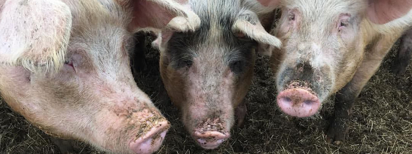 Rumanía sufre un nuevo caso de peste porcina africana