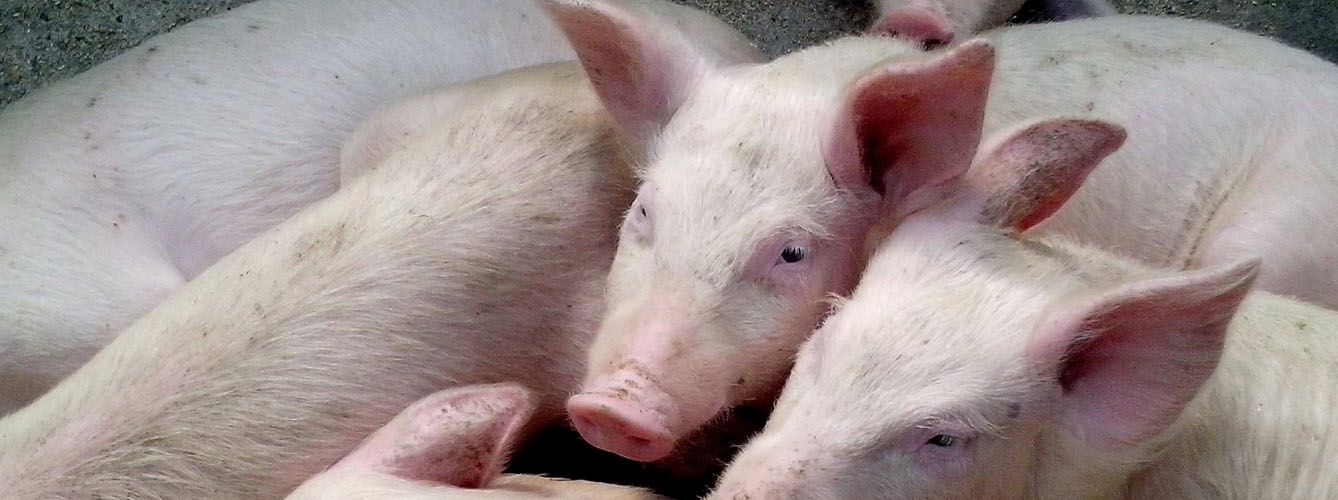 El sector porcino representa el 10% de las exportaciones agroalimentarias 