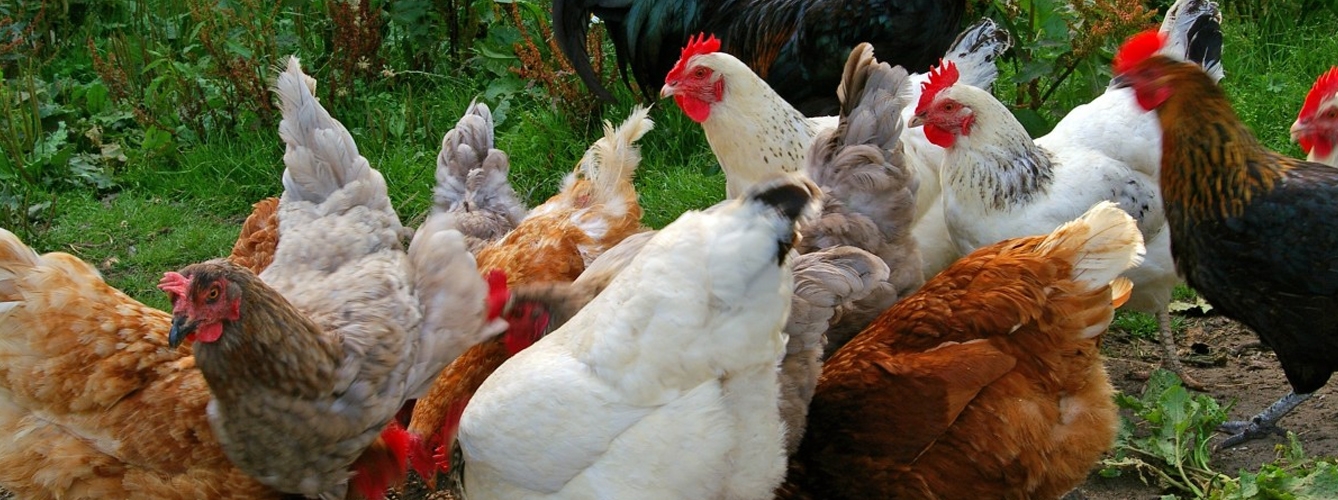 Miles de gallinas mueren por hambre en una explotación en Palencia
