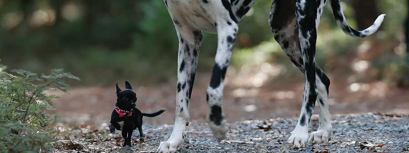 Los perros son los mamíferos que más diferencia de tamaños registran entre razas.