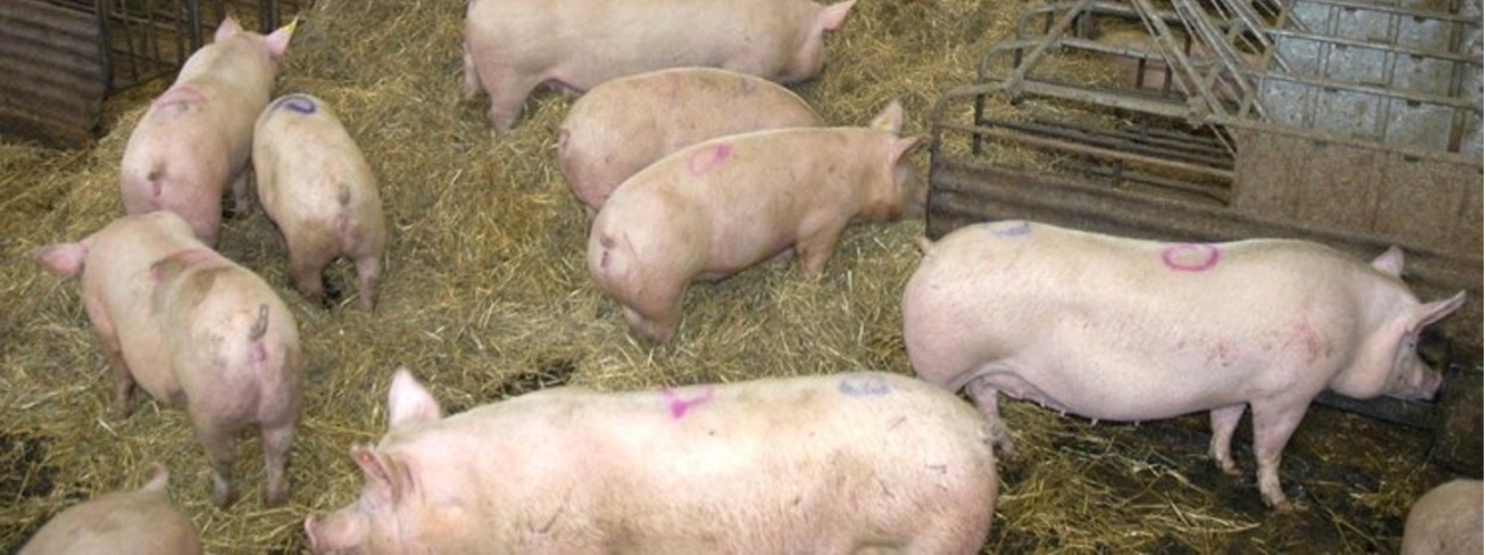 Cerdos en una granja. Global Meat News.