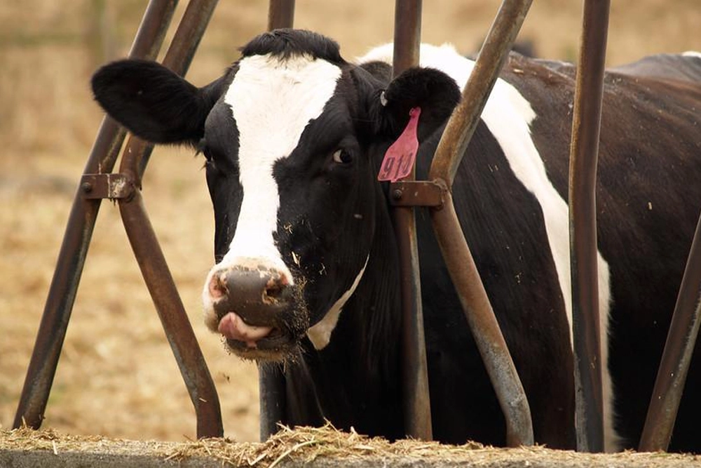 El número de rebaños de vacas lecheras afectados por la gripe aviar continúa aumentando.