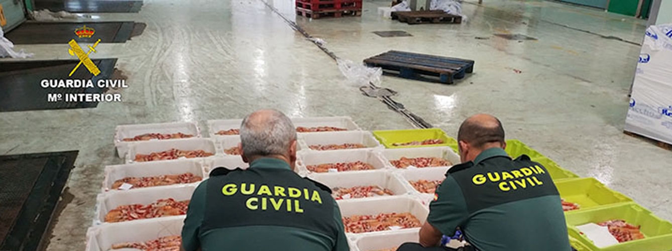 Veterinarios de Galicia ayudan a detectar toneladas de cigalas sin trazabilidad