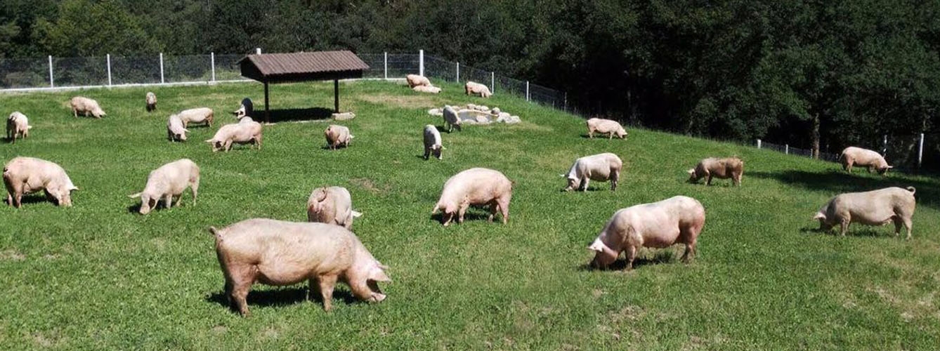Castilla-La Mancha da luz verde a una granja de 6.000 cerdos en Toledo