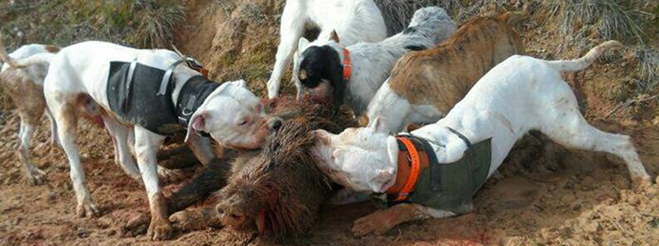 Multan a un hombre que entrenaba a perros para matar cerdos y jabalíes