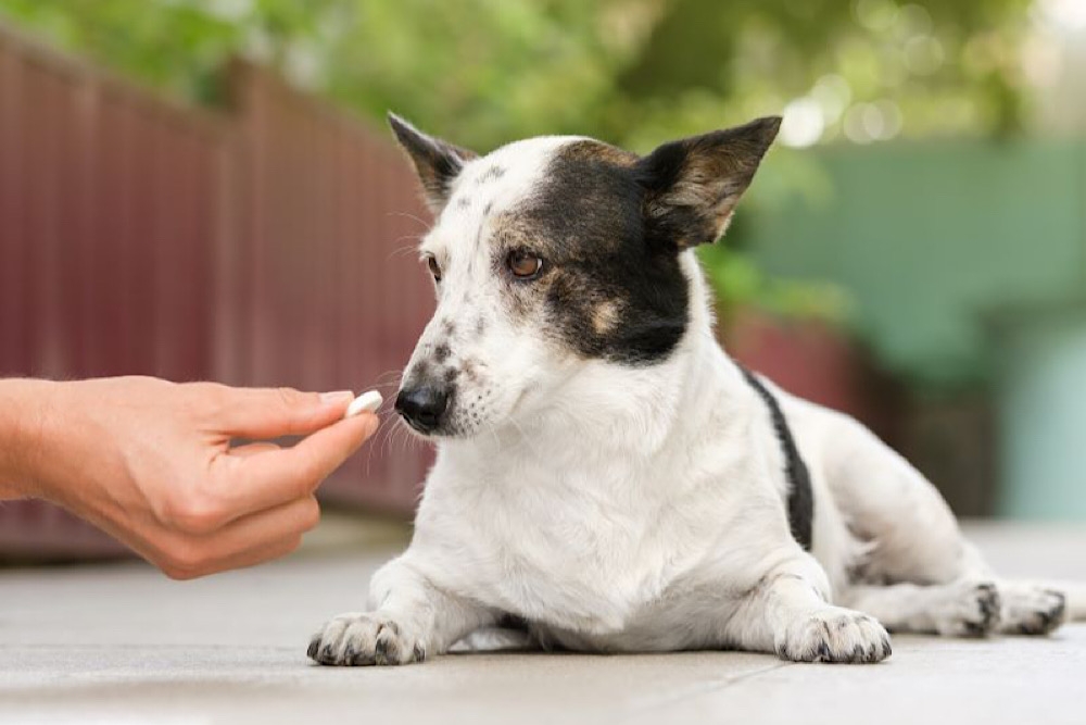 Una nueva investigación revela que los antibióticos no ofrecen ningún beneficio en el tratamiento de perros con diarrea.
