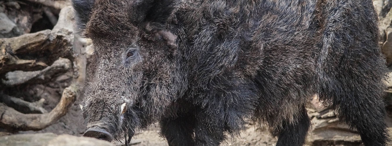 La peste porcina africana se propaga por Europa a 200 kilómetros por año