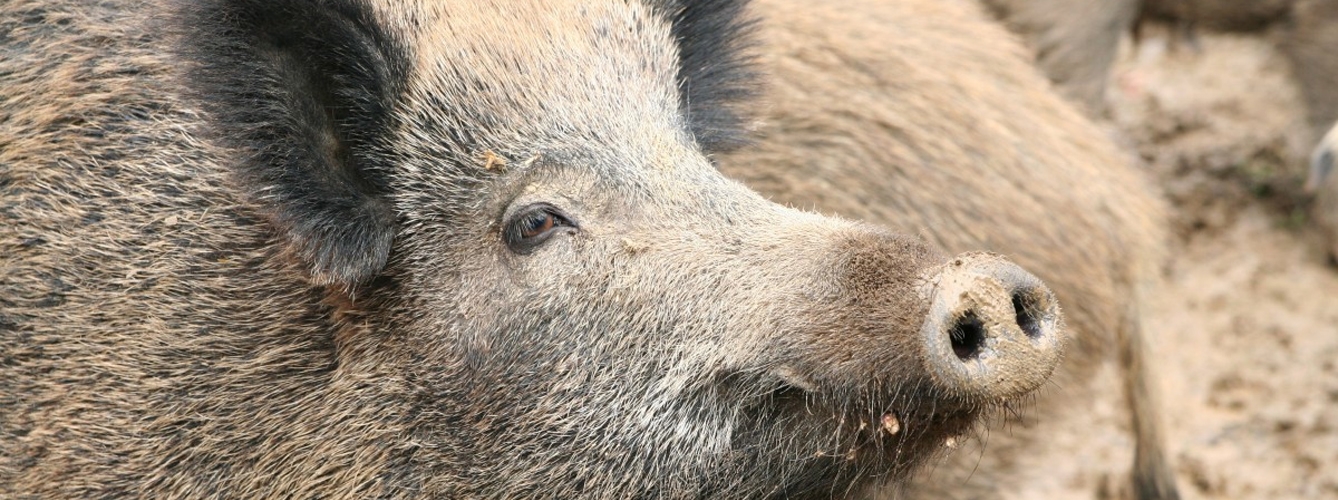 La importación de jabalíes pone en riesgo al sector porcino español