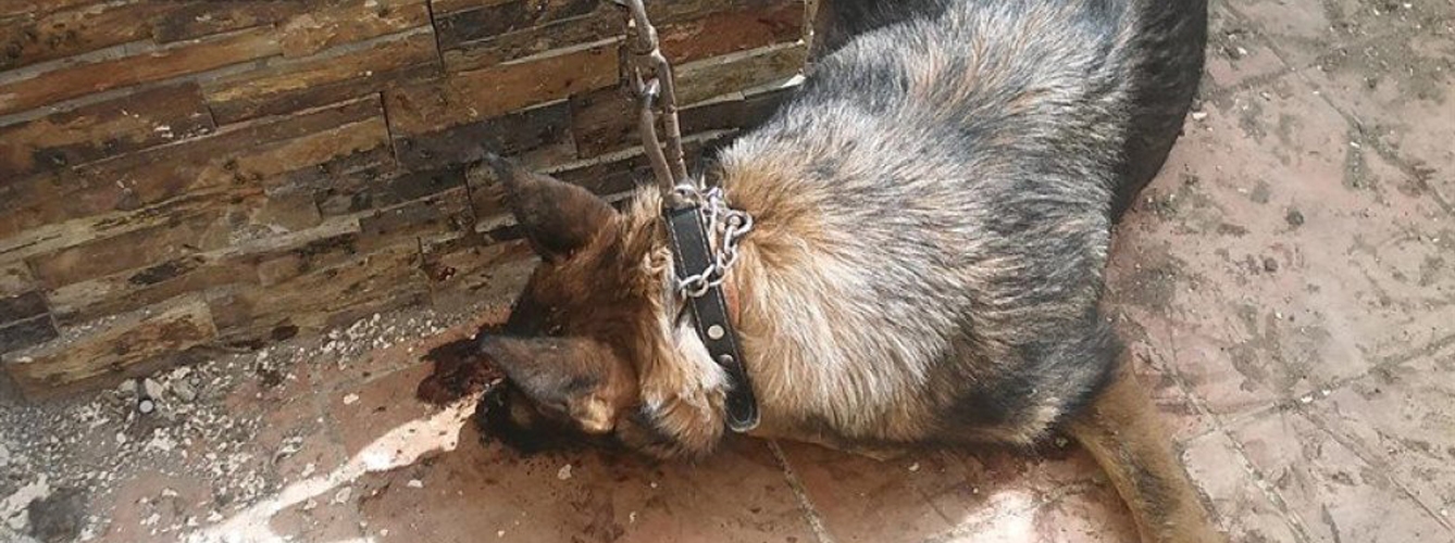 Condenado por matar a su perro a tiros y abandonarlo bajo un puente