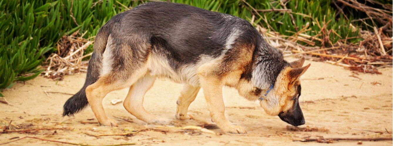 Un estudio revela que los perros visualizan aquello que olfatean