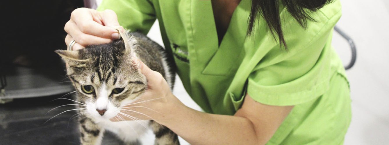 Las altas temperaturas aumentan los casos de otitis en gatos