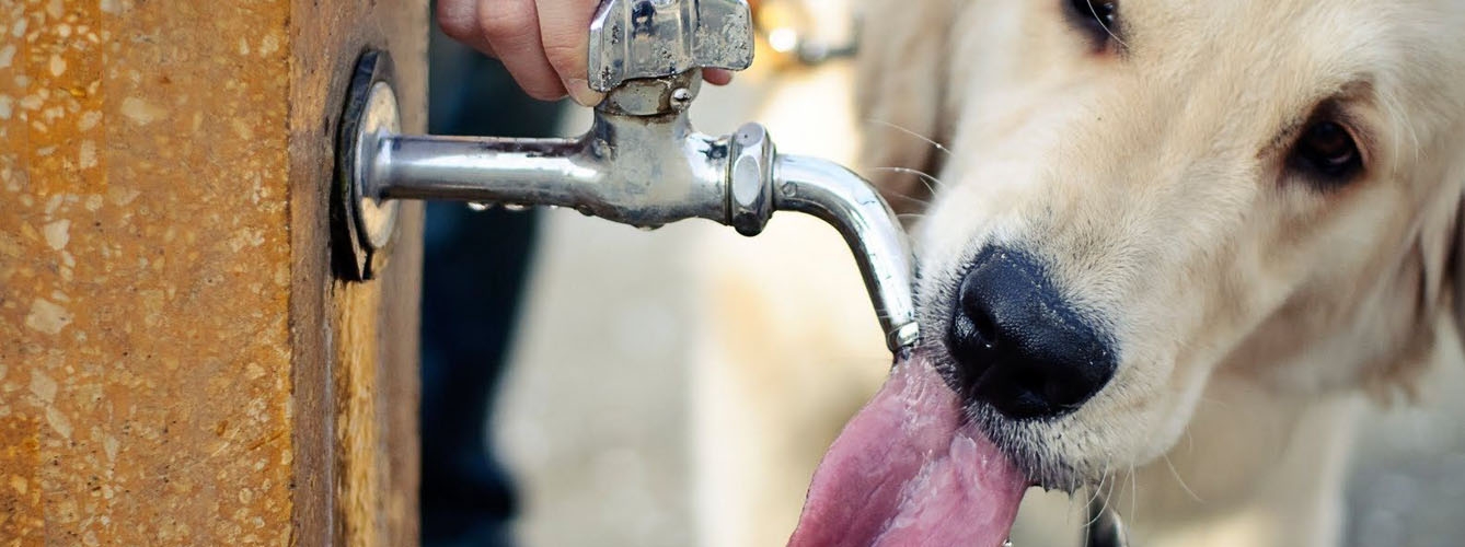 El exceso de líquidos puede provocar una torsión gástrica en los perros