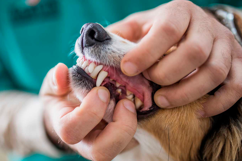 Los investigadores demostraron los beneficios para la salud dental de los perros de Vet Aquadent FR3SH de Virbac.