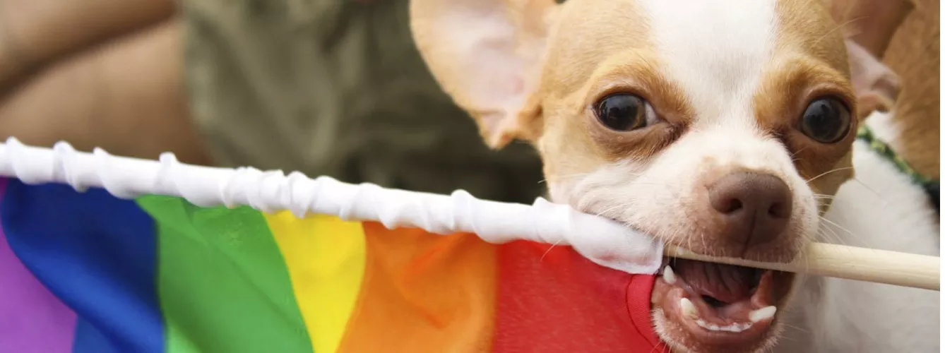 Las mascotas se suman a la fiesta del Orgullo Gay