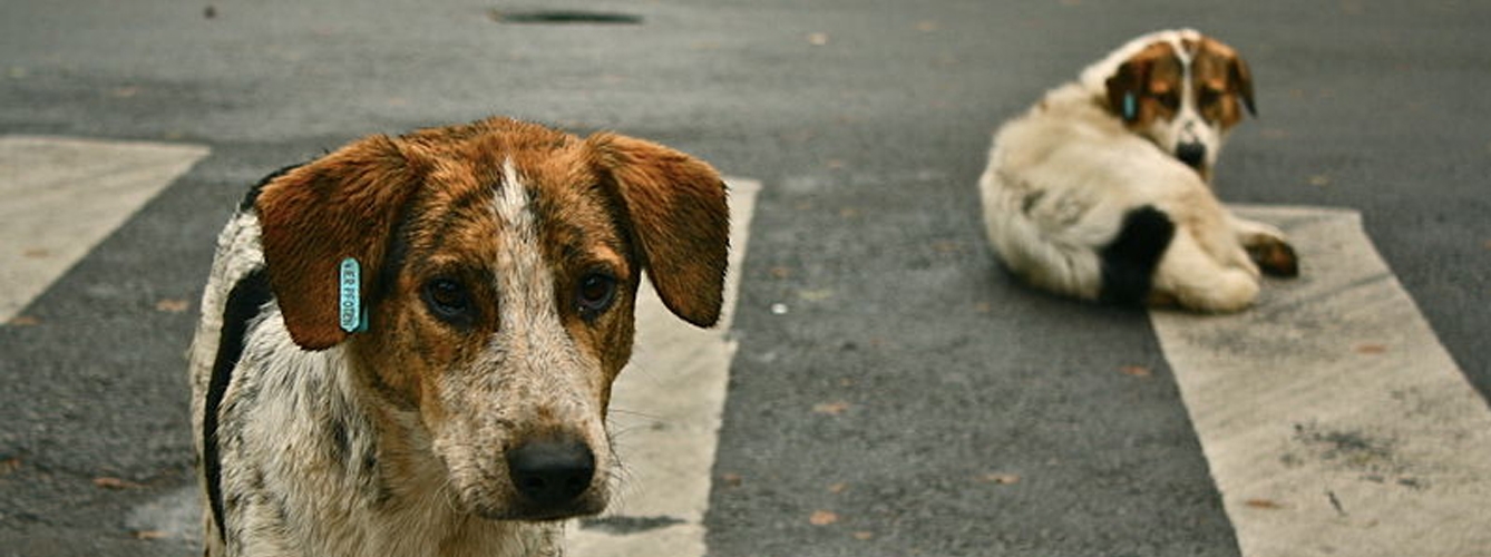 Rescatan a dos perros abandonados y en malas condiciones en Madrid