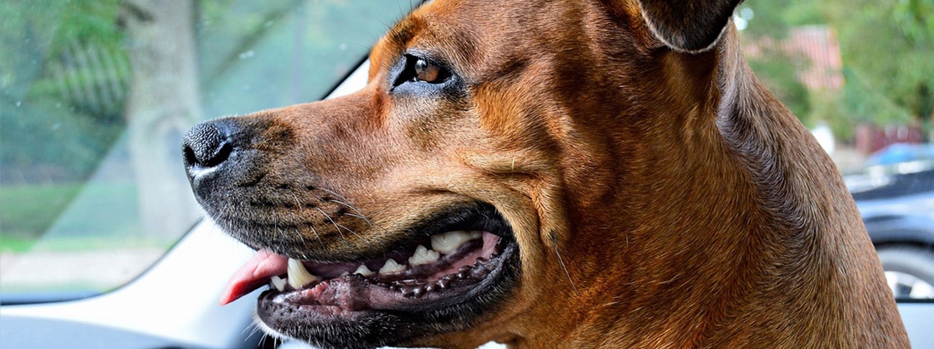 Unos dientes mal cuidados pueden afectar al corazón de las mascotas