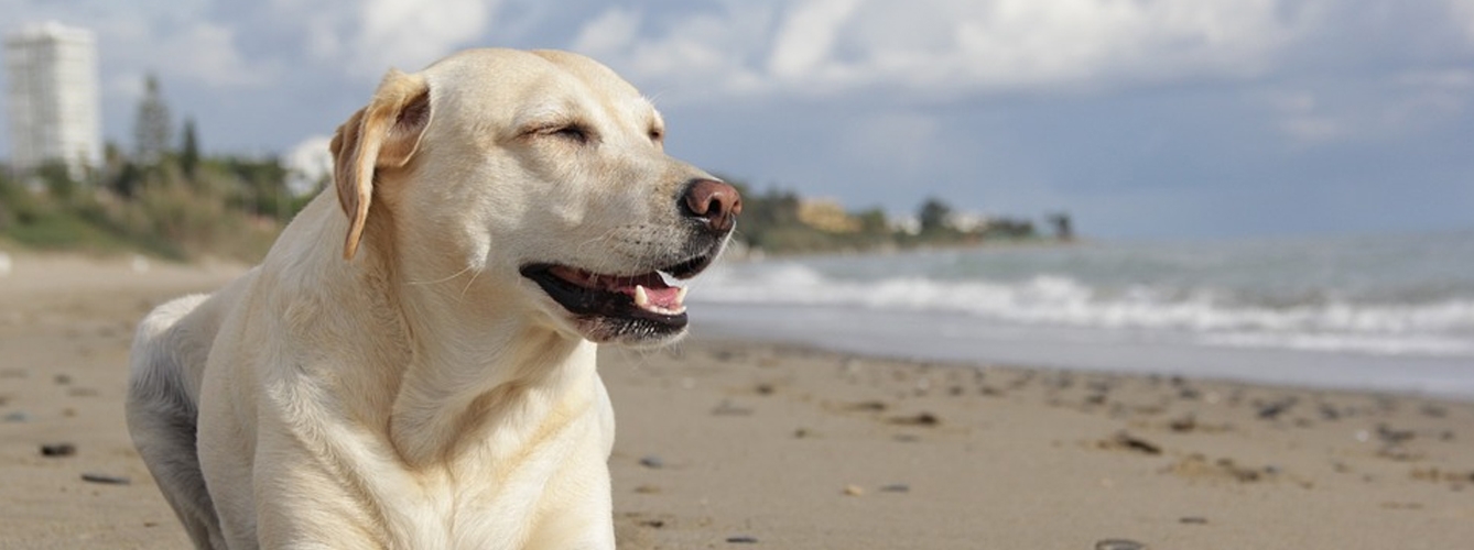 La Comunidad Valenciana cuenta con 17 playas caninas para el 2018
