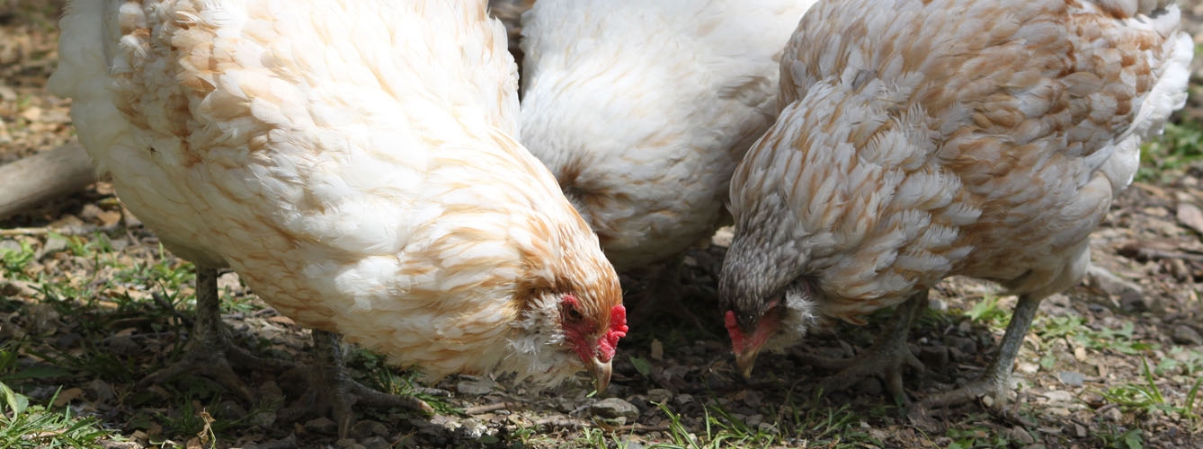 Los productores de pollo combatirán las resistencias a los antibióticos