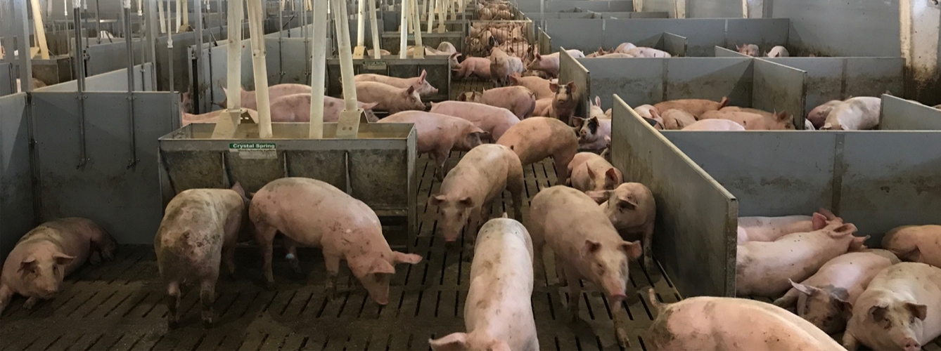 Cerdos en una granja. Agrotime.