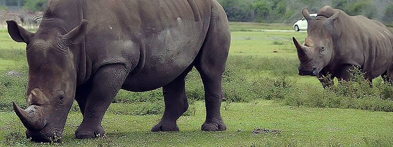 Crean embriones híbridos para evitar la extinción del rinoceronte blanco