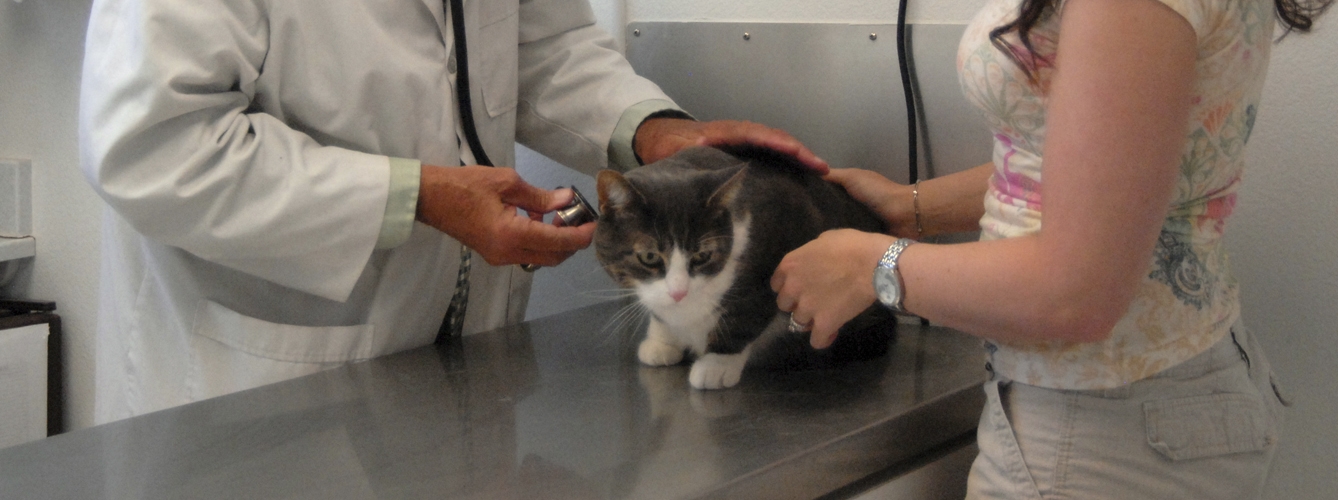 Los servicios veterinarios rentabilizan los seguros para mascotas