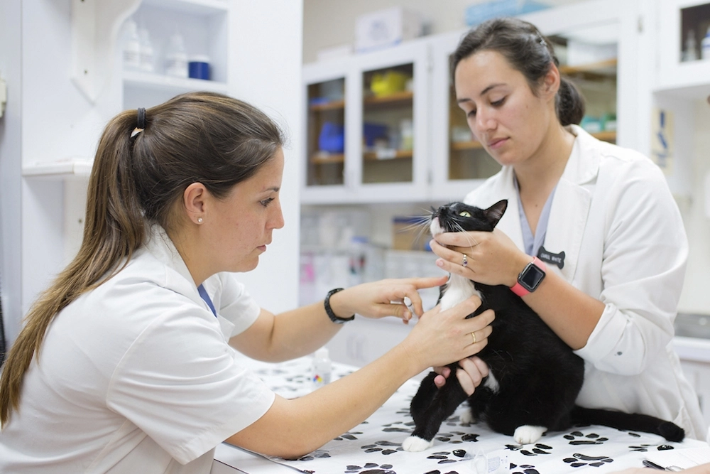 La veterinaria destaca por estar entre las actividades económicas que tienen una tasa de jóvenes superior al 20%.