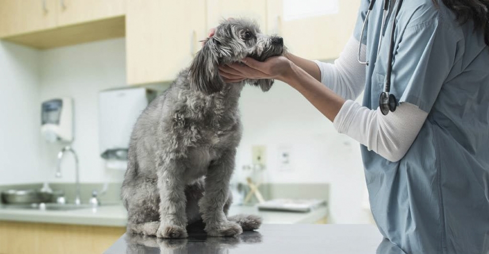 Advierten de un aumento de la seroprevalencia de Leishmania en perros de Portugal