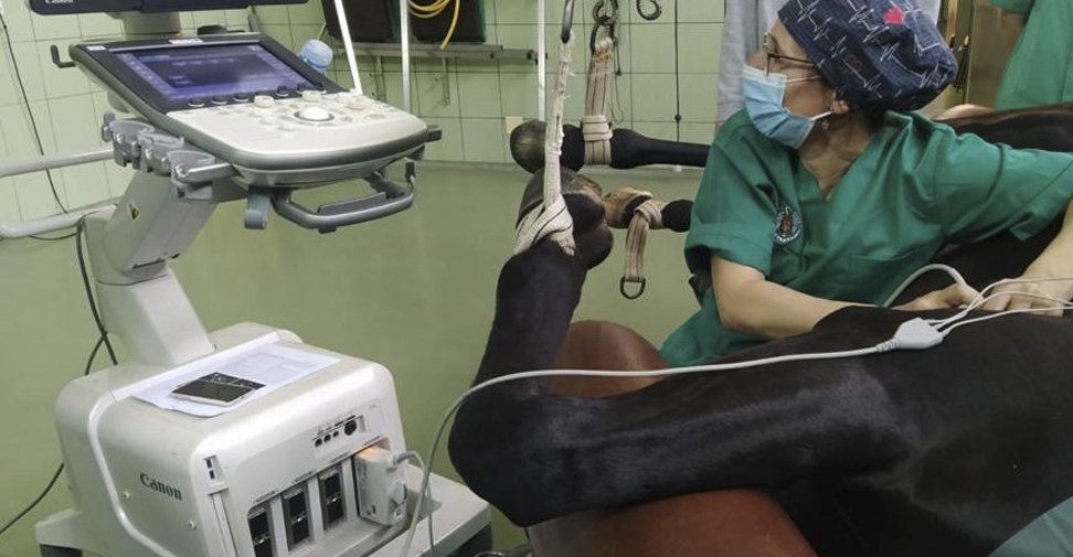Primera cardioversión eléctrica interna realizada con éxito en un caballo en España