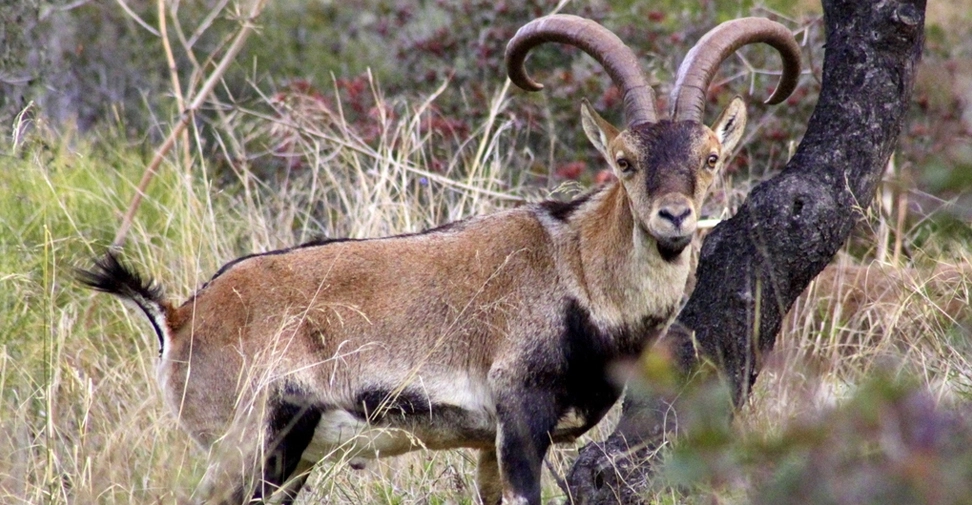 La sarna en cabras montesas y domésticas de España cuenta con ciclos epidemiológicos independientes
