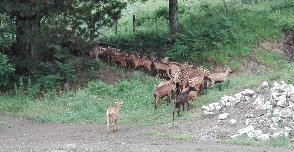 Una investigación resalta el efecto positivo de la vacunación contra la fiebre Q en cabras de España