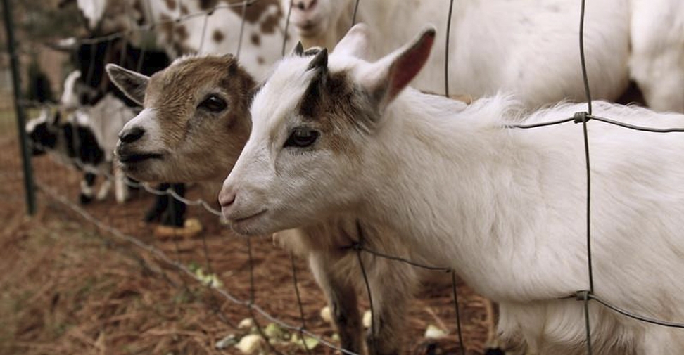 Detectan por primera vez gripe aviar en cabras en una granja de Estados Unidos