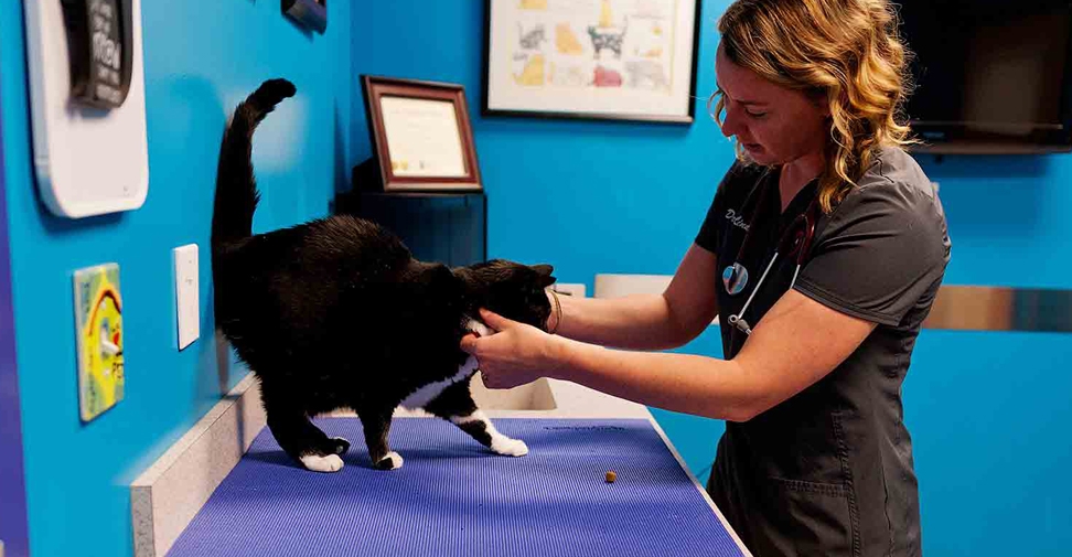 ¿Cómo debe ser una clínica veterinaria ‘cat friendly’?