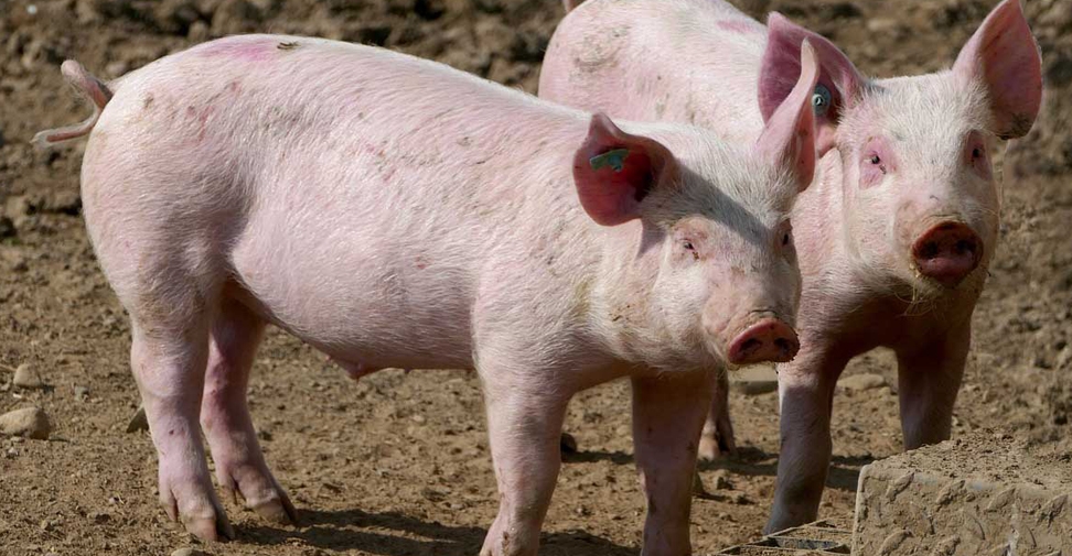 Piden implantar medidas de vigilancia frente a la hepatitis E en el porcino de España