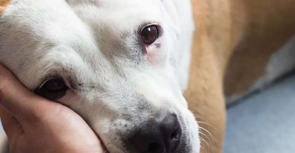 Cistitis en perros: Consejos veterinarios para reconocer sus síntomas y actuar