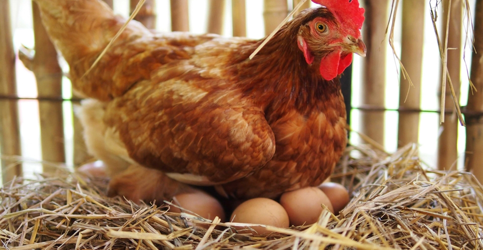 Españoles participan en un proyecto europeo por el bienestar de las gallinas ponedoras