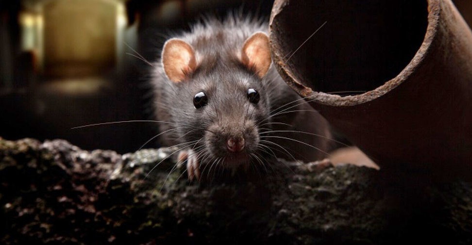 Detectan alta prevalencia de Leishmania en flebótomos y ratas de alcantarilla en Barcelona