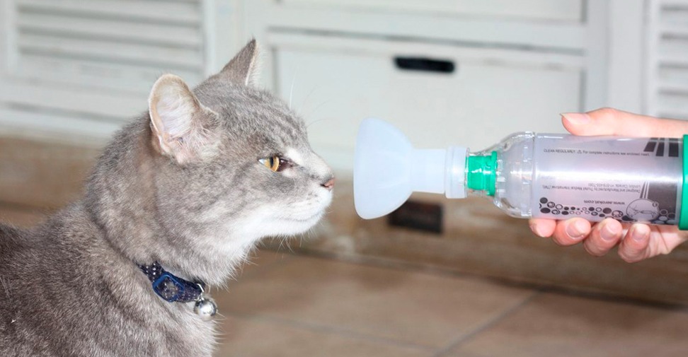 Estudian la microbiota de las vías respiratorias de gatos con asma