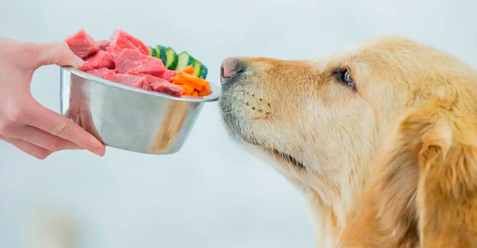 Los propietarios que dan dietas crudas o caseras a sus perros buscan las recetas en internet
