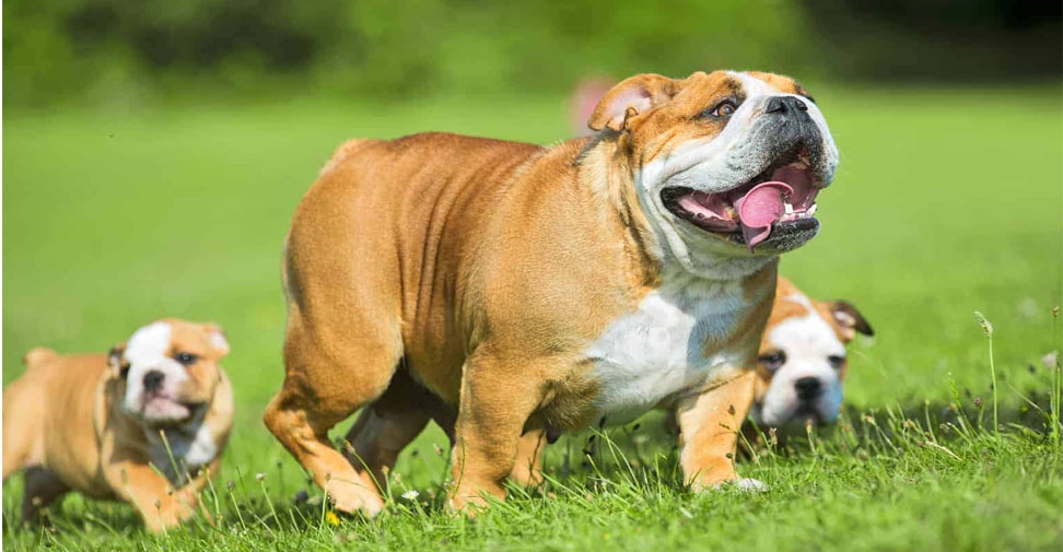 Los bulldogs ingleses tienen el doble de probabilidades de tener un problema de salud
