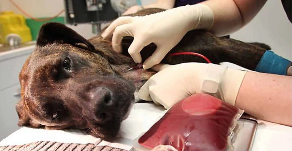 Investigado por extraer sangre a perros y gatos hasta la muerte para venderla a clínicas veterinarias