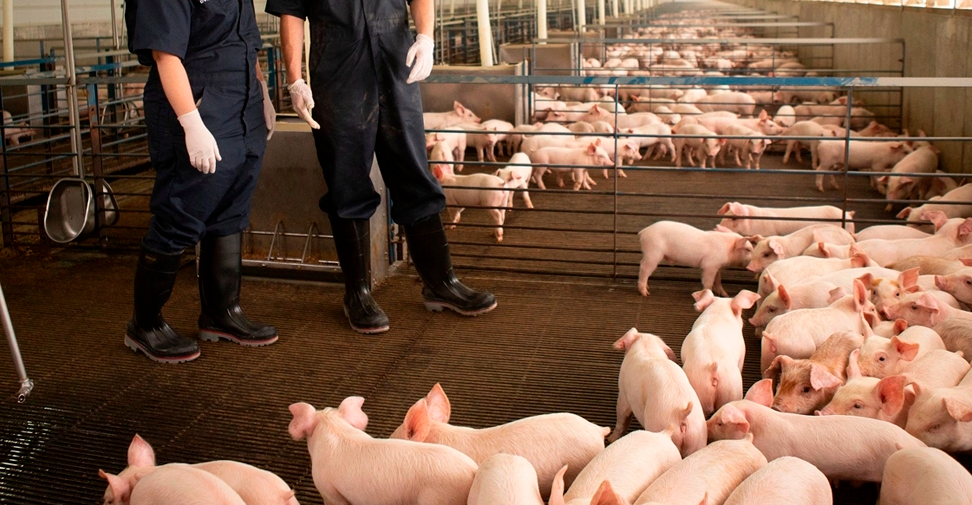 Las granjas porcinas españolas, entre las mejores de Europa en prácticas de limpieza y desinfección
