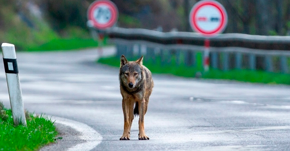 Investigadores españoles sugieren mejoras en las carreteras para reducir su impacto en las relaciones entre especies animales